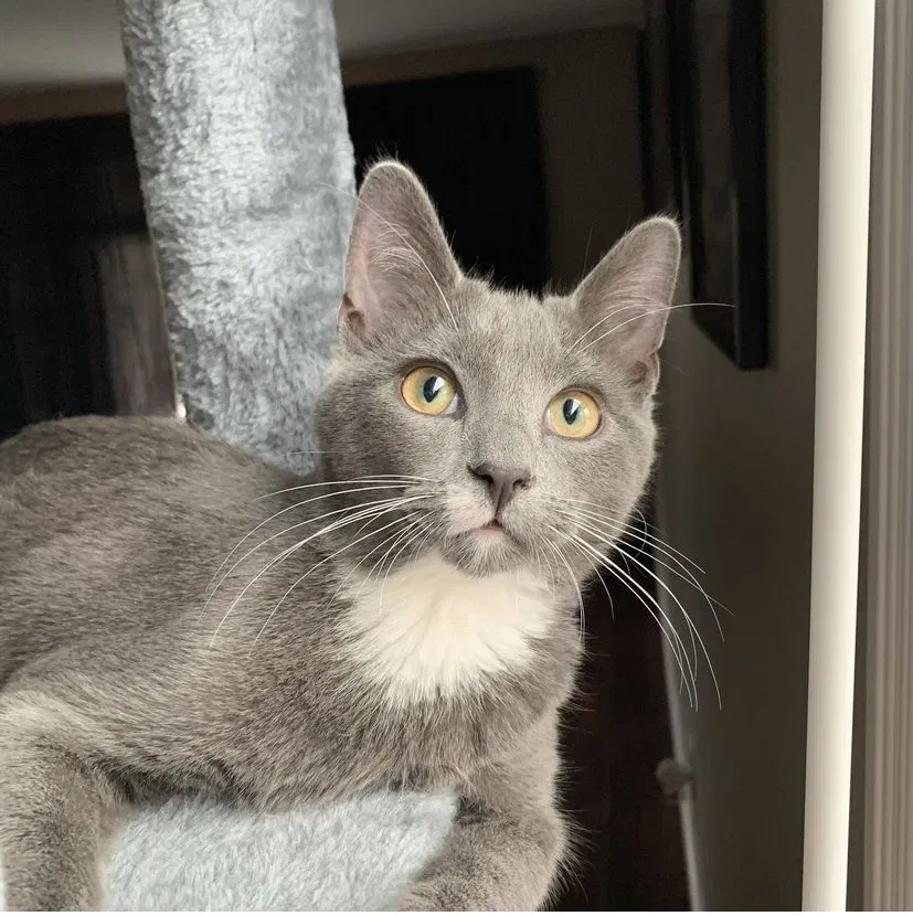 Lost cat in Lafayette, IN, 47909