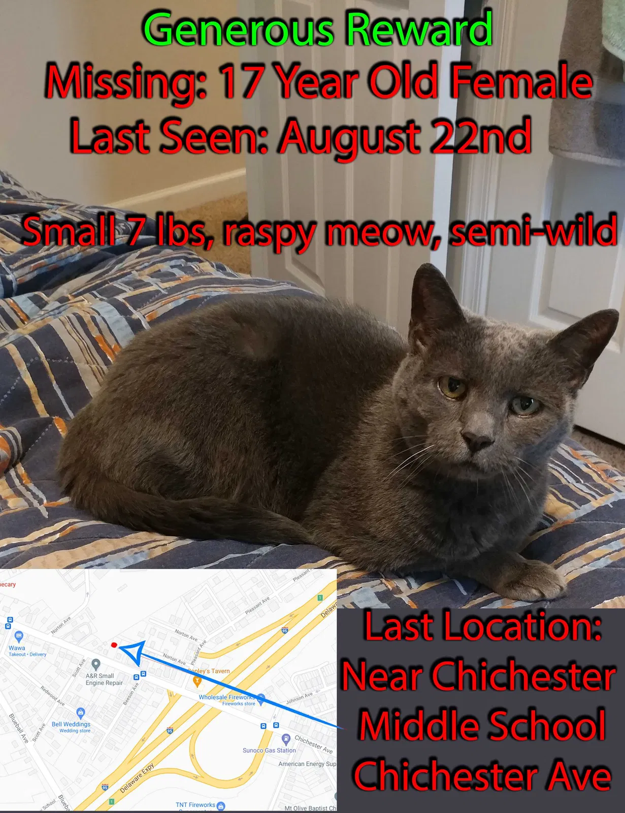 Lost cat in Marcus Hook, PA, 19061