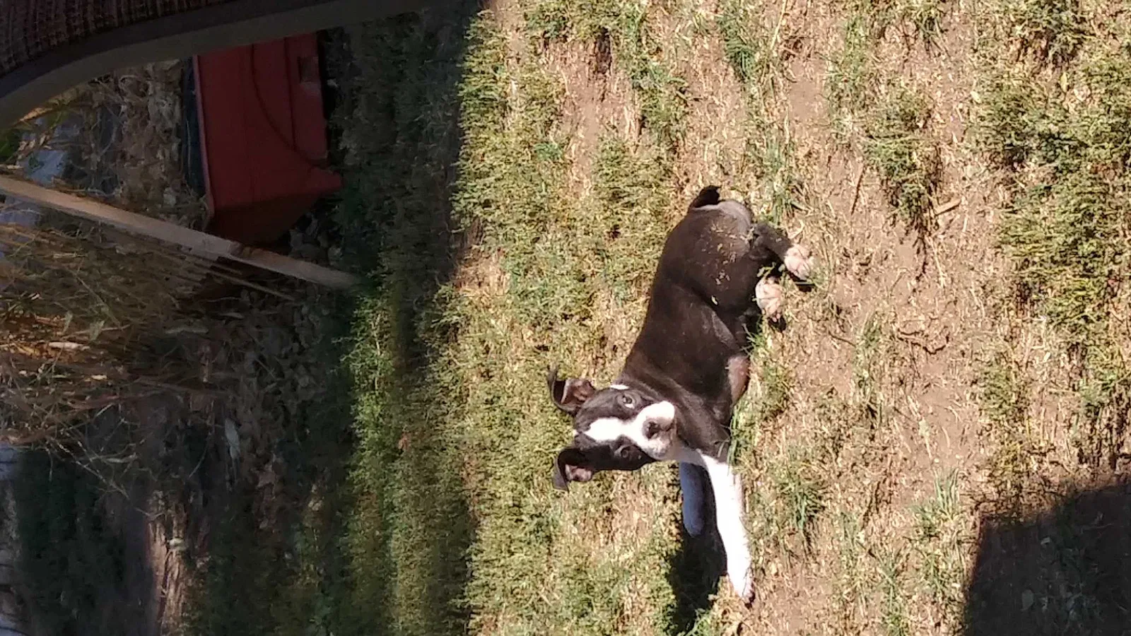 Lost dog in Denver, CO, 80219