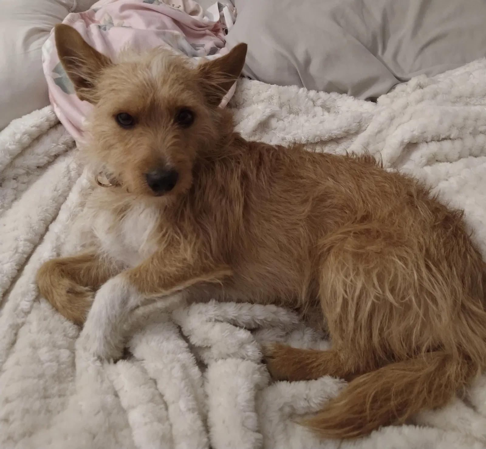 Lost dog in Avondale, AZ, 85323
