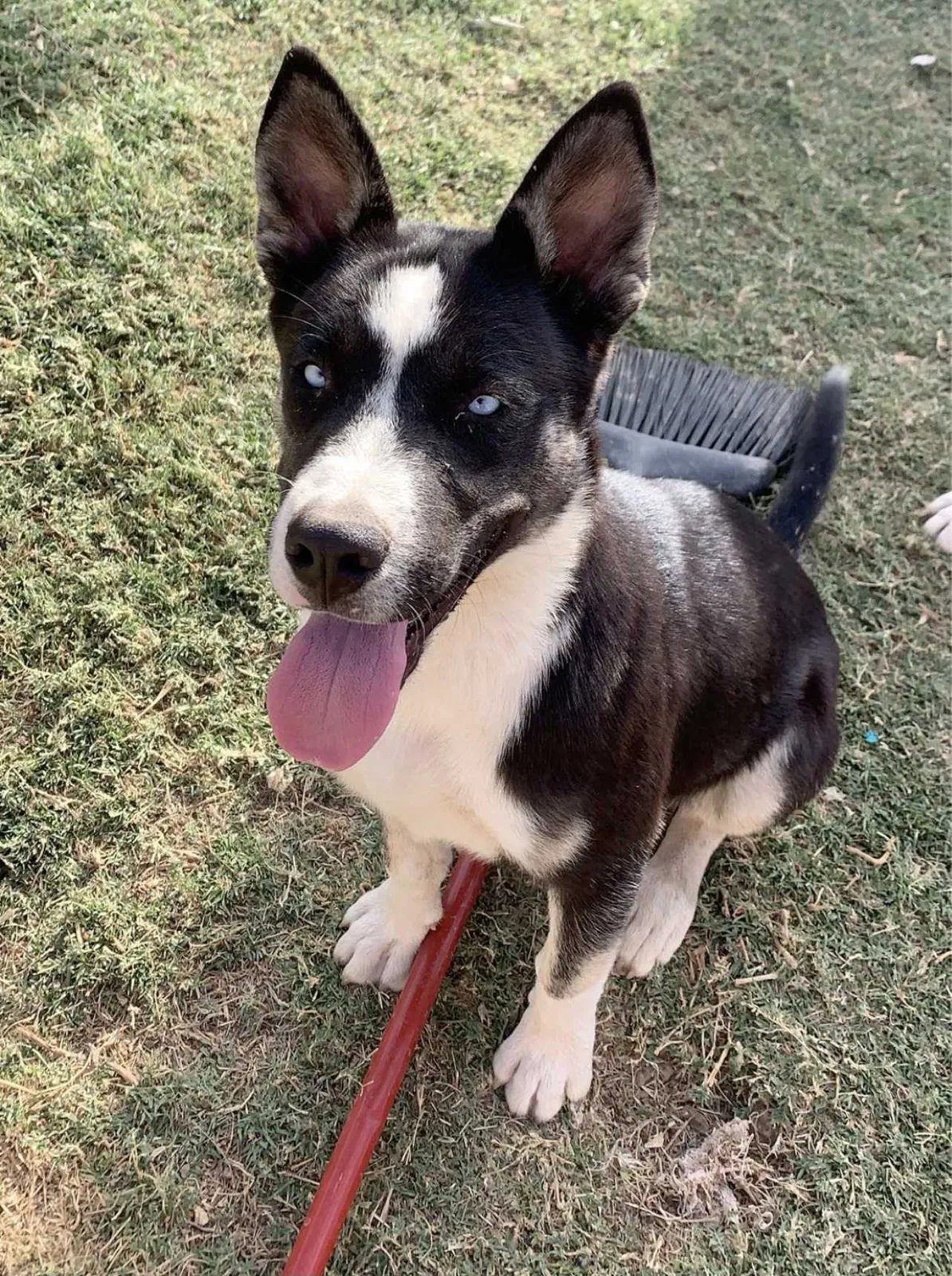 Lost dog in Glendale, AZ, 85301