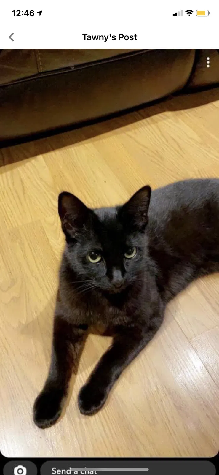 Lost cat in Spokane, WA, 99205