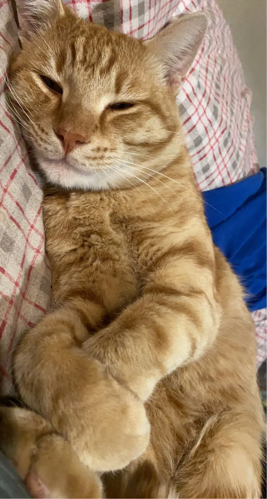 Lost cat in Spokane, WA, 99205