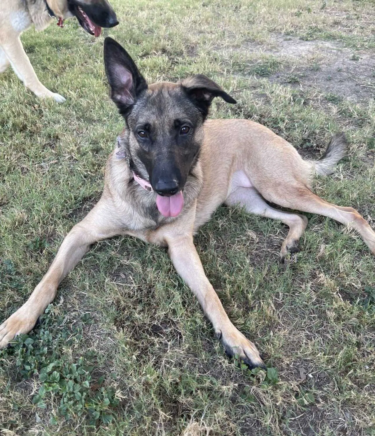 Lost dog in San Antonio, TX, 78245
