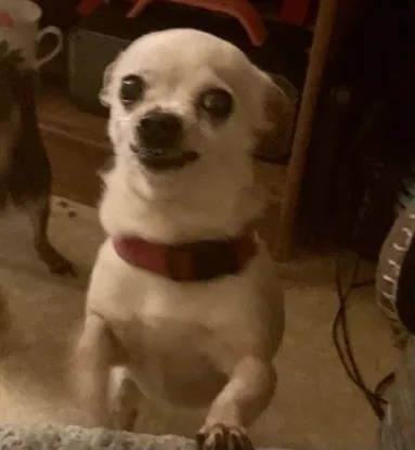 Lost dog in Oakland, CA, 94606