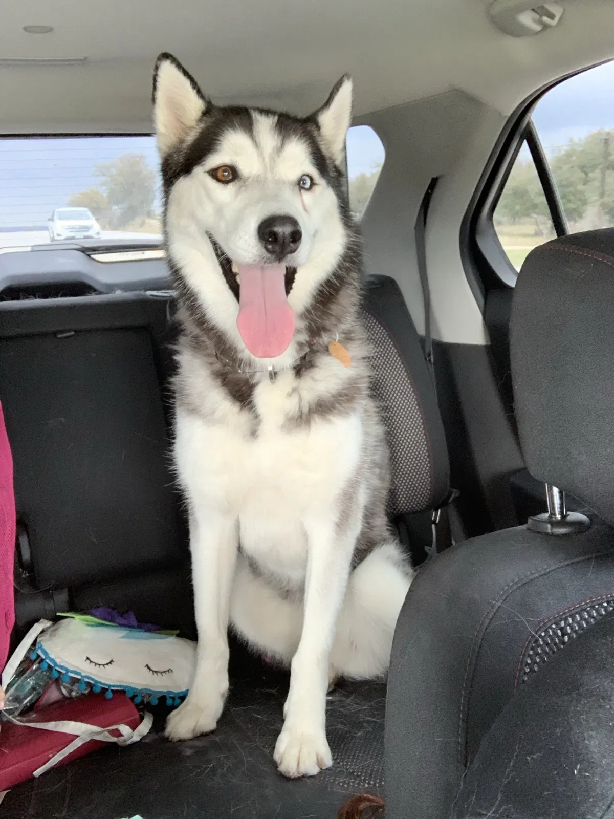 Missing Dog