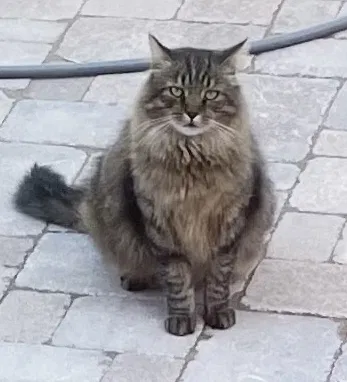 Lost cat in Oberlin, OH, 44074