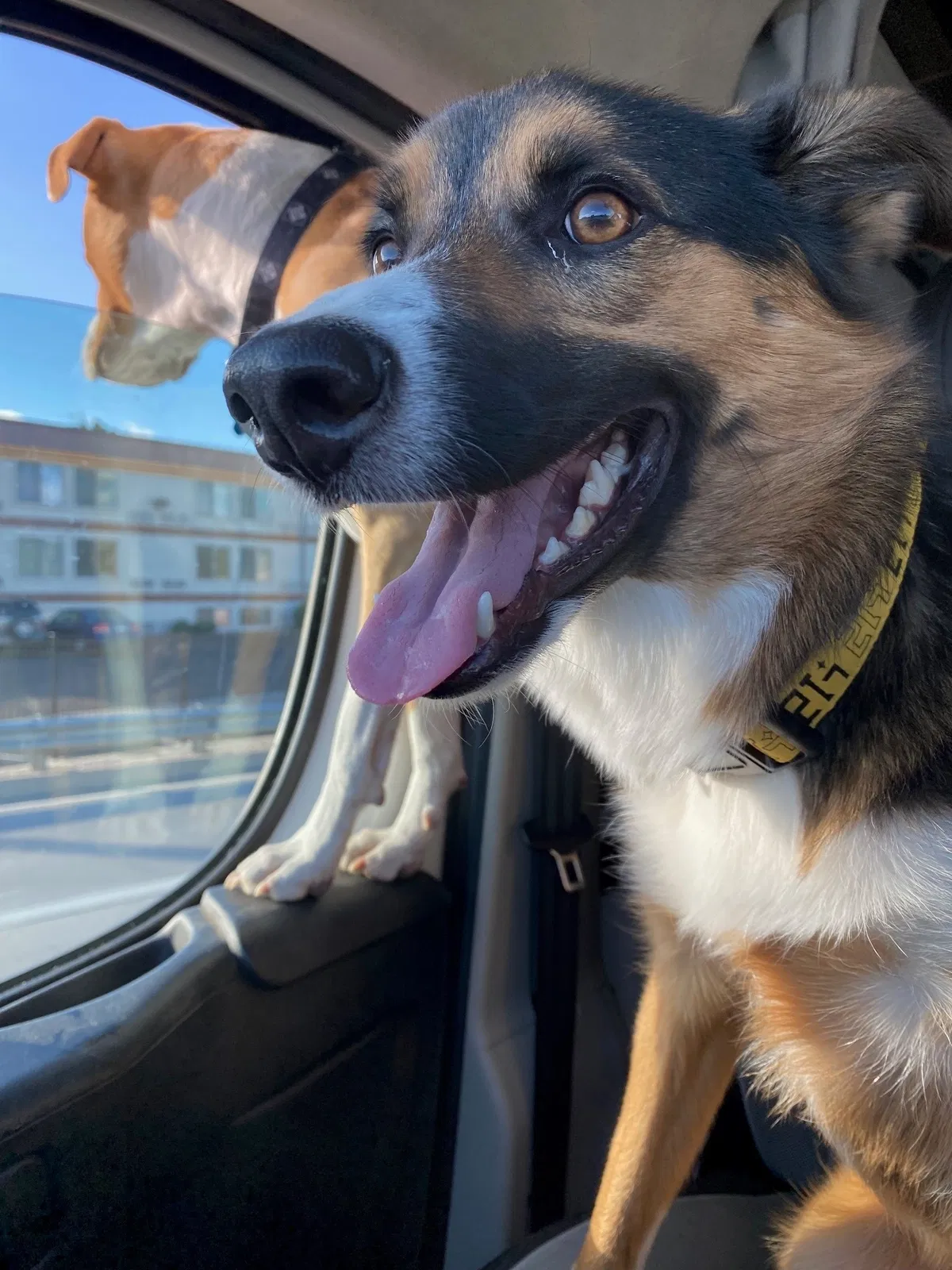 Lost dog in Colorado Springs, CO, 80903