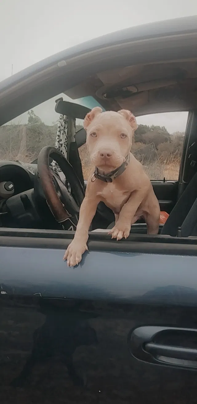 Lost dog in Clifton, TX, 76634