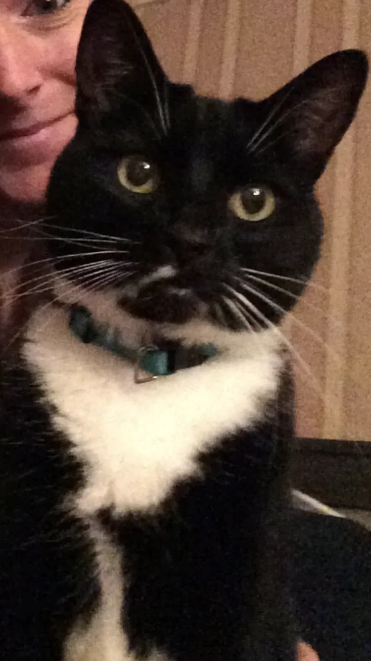 Lost cat in Pembroke, MA, 2359