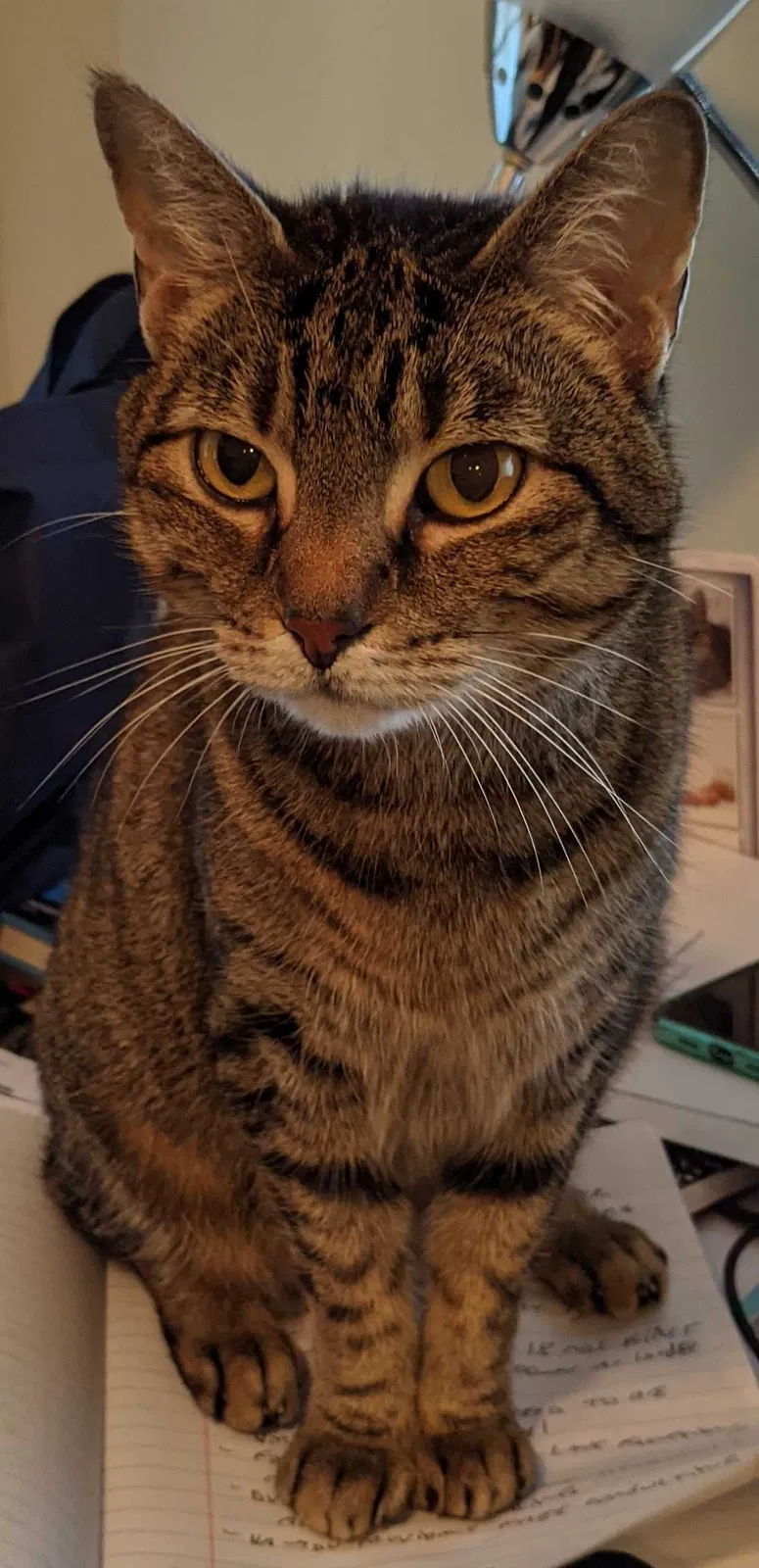 Lost cat in Naples, FL, 34108
