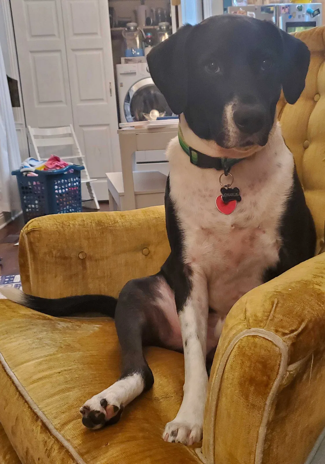 Lost dog in Lunenburg, MA, 1462