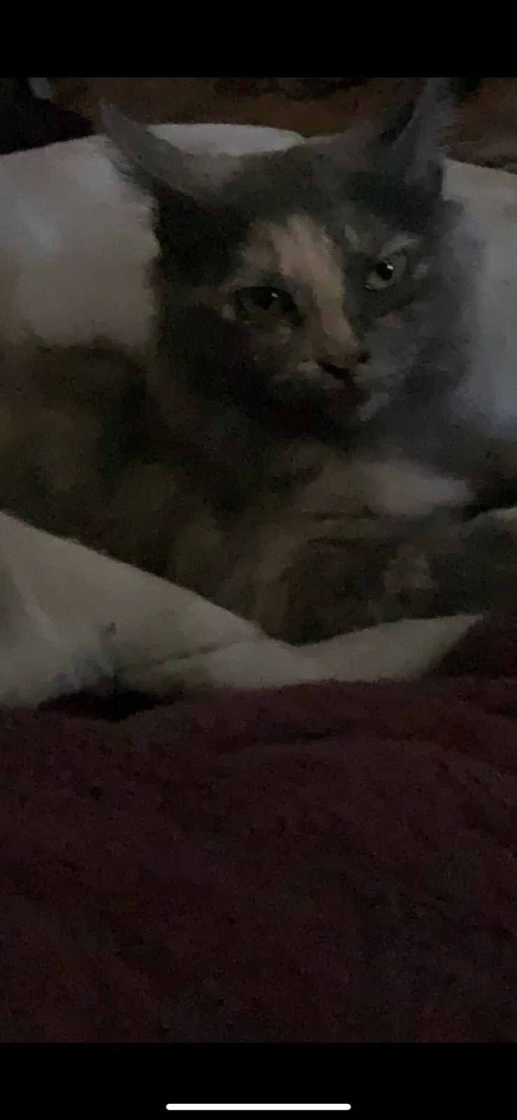 Lost cat in Mesa, AZ, 85204