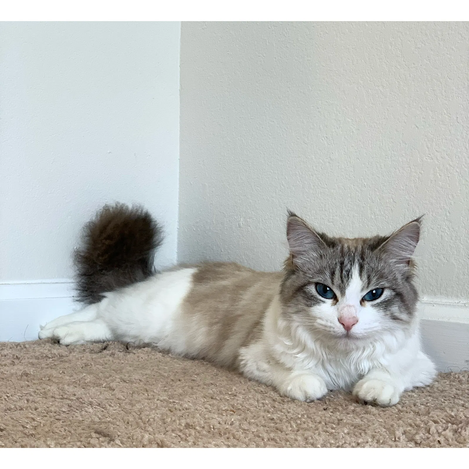 Lost cat in Fort Stewart, GA, 31315