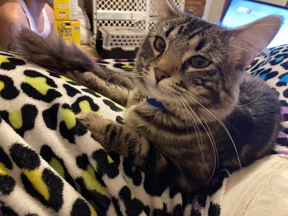 Lost cat in Saint Cloud, MN, 56304