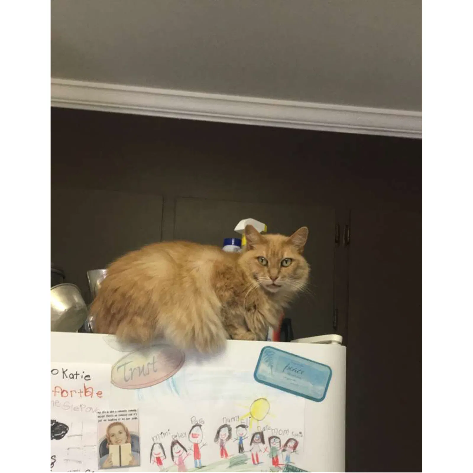 Lost cat in Taylors, SC, 29687