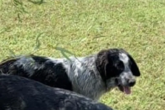 Lost dog in Cheney, KS, 67025