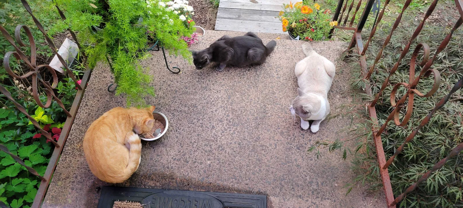 Lost cat in Northford, CT, 6472
