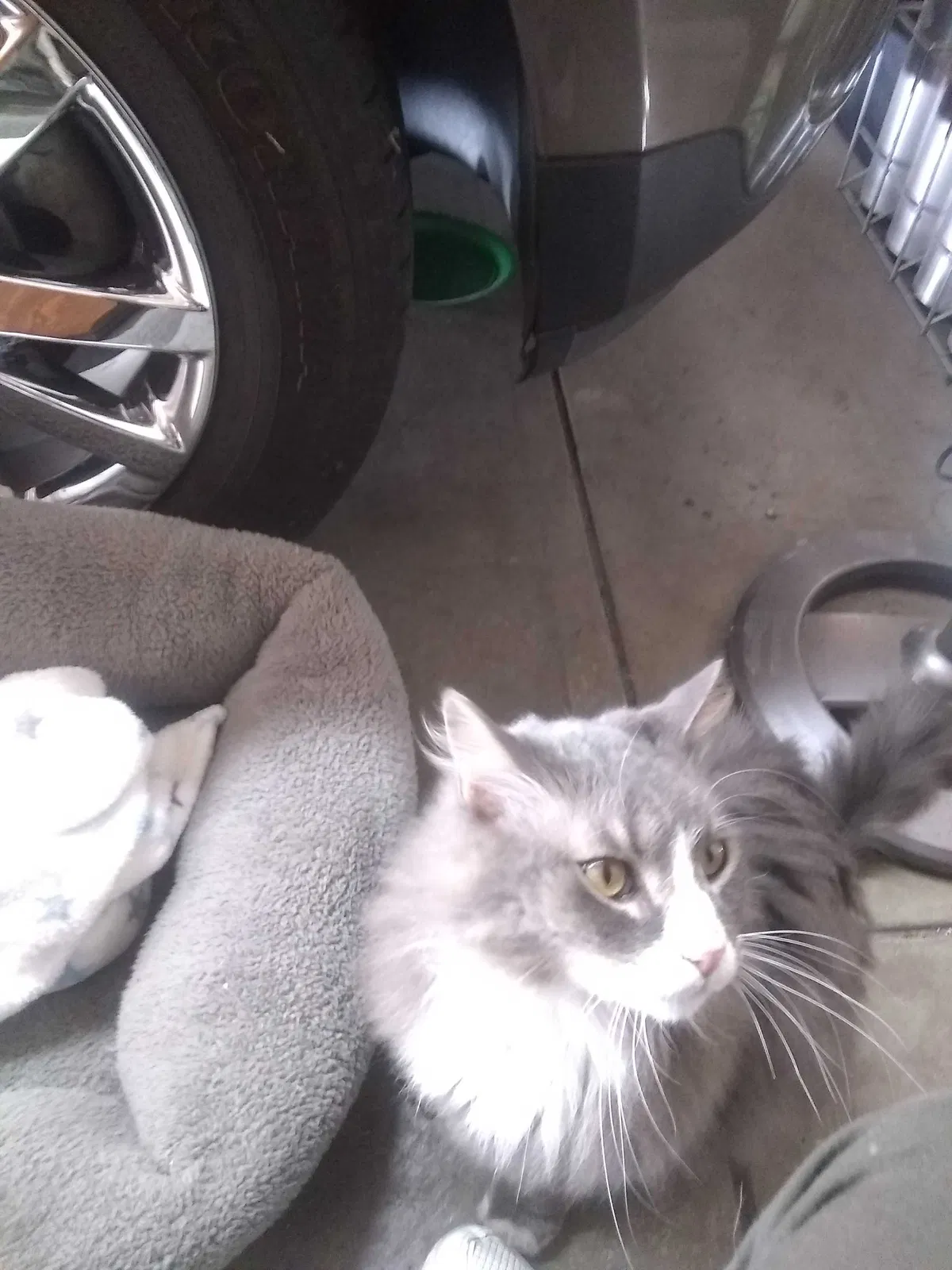 Found cat in Fort Lupton, CO, 80621