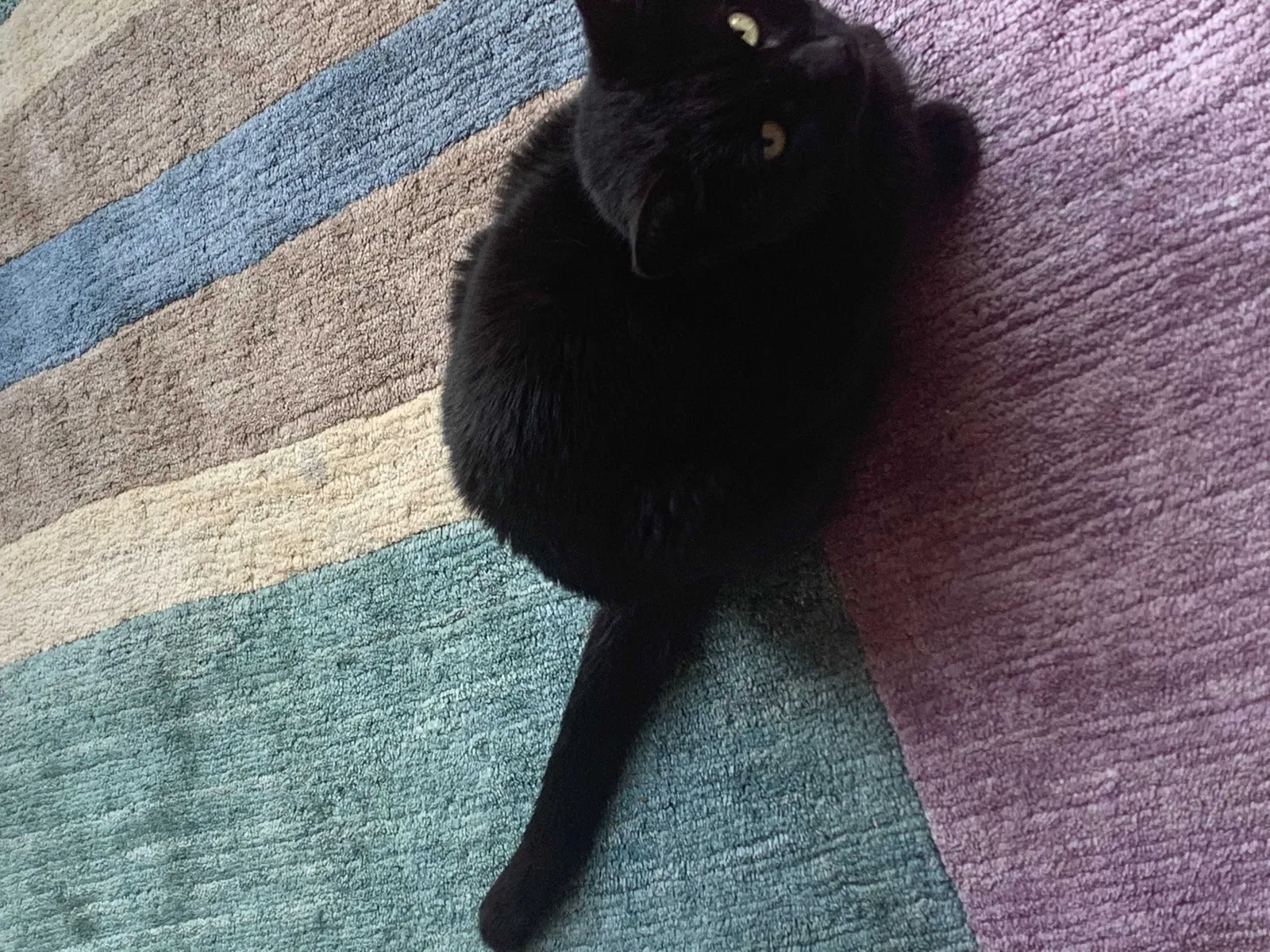 Lost cat in Novato, CA, 94947