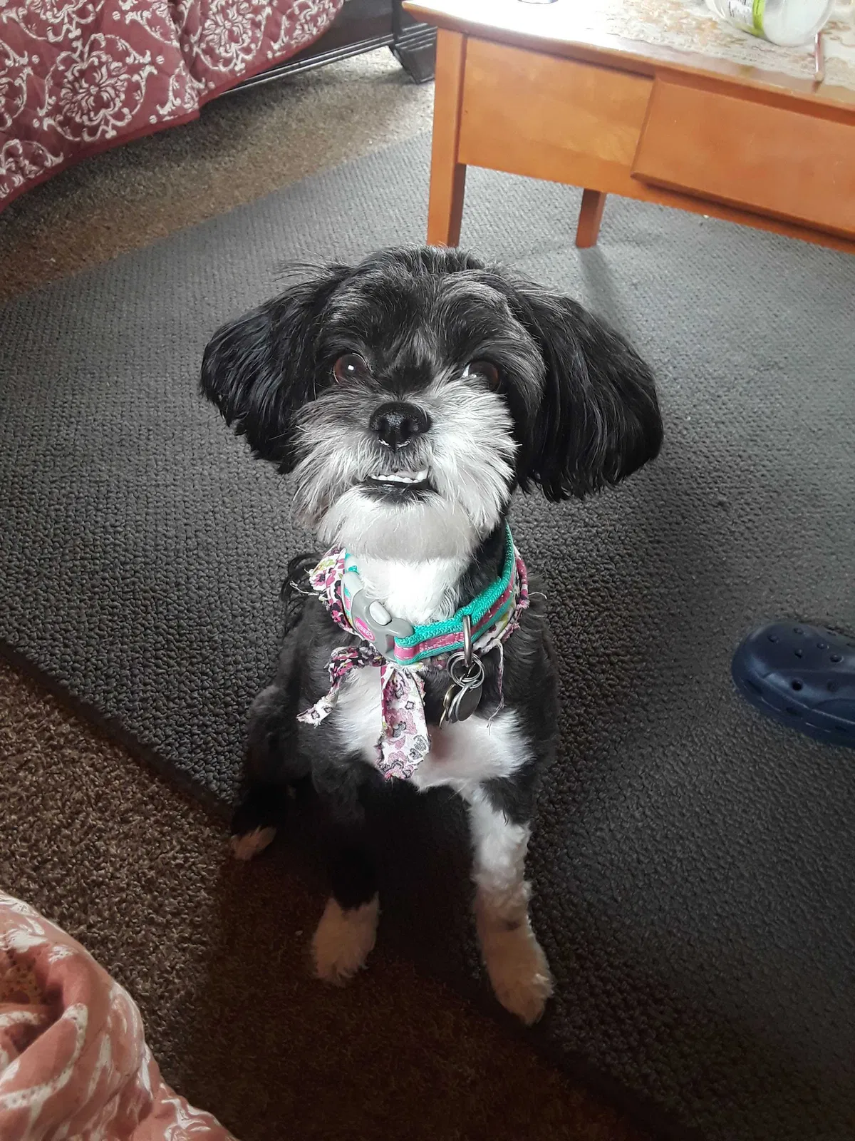 Lost dog in Lansing, MI, 48911