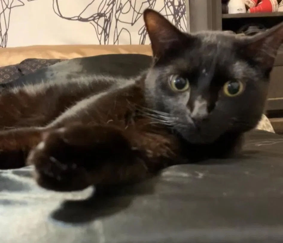 Lost cat in Haslet, TX, 76052