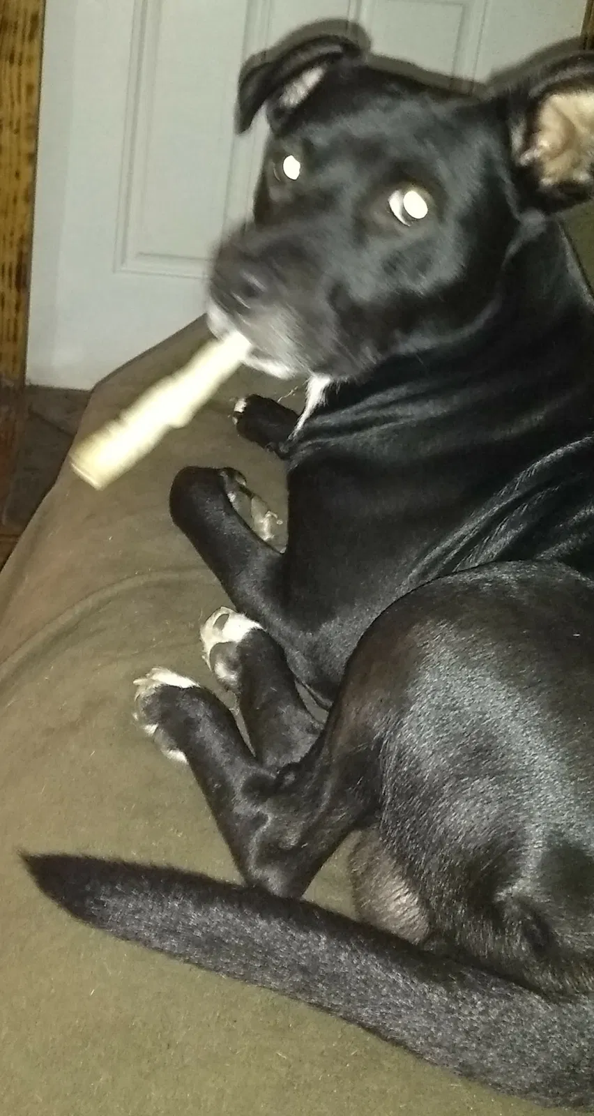 Lost dog in Jesup, GA, 31546