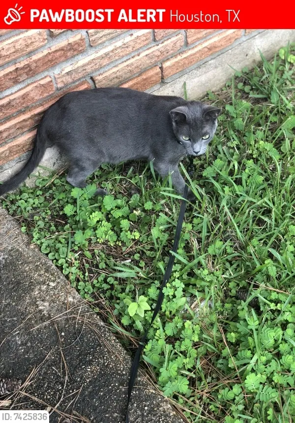 Lost cat in Houston, TX, 77078