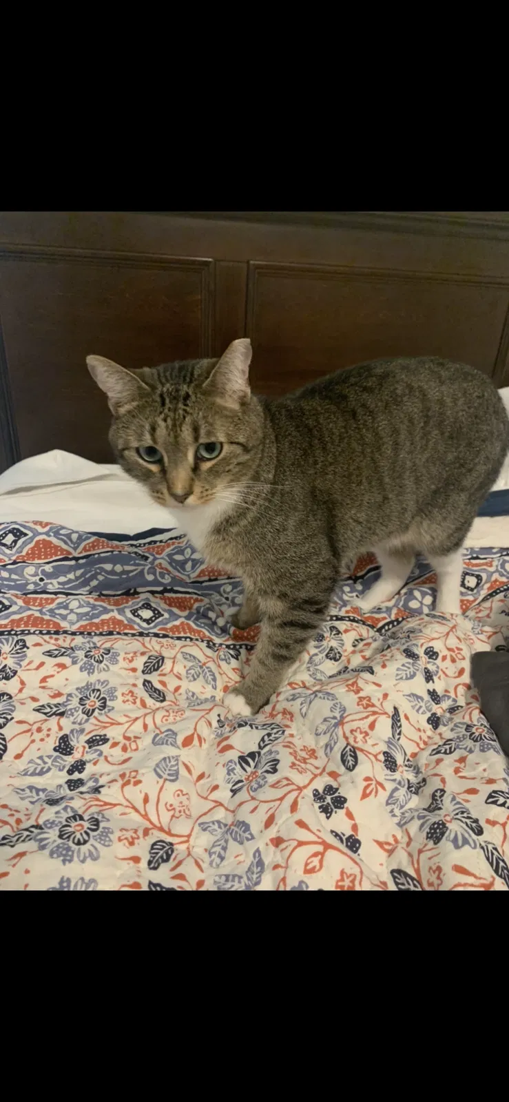 Lost cat in Conroe, TX, 77304