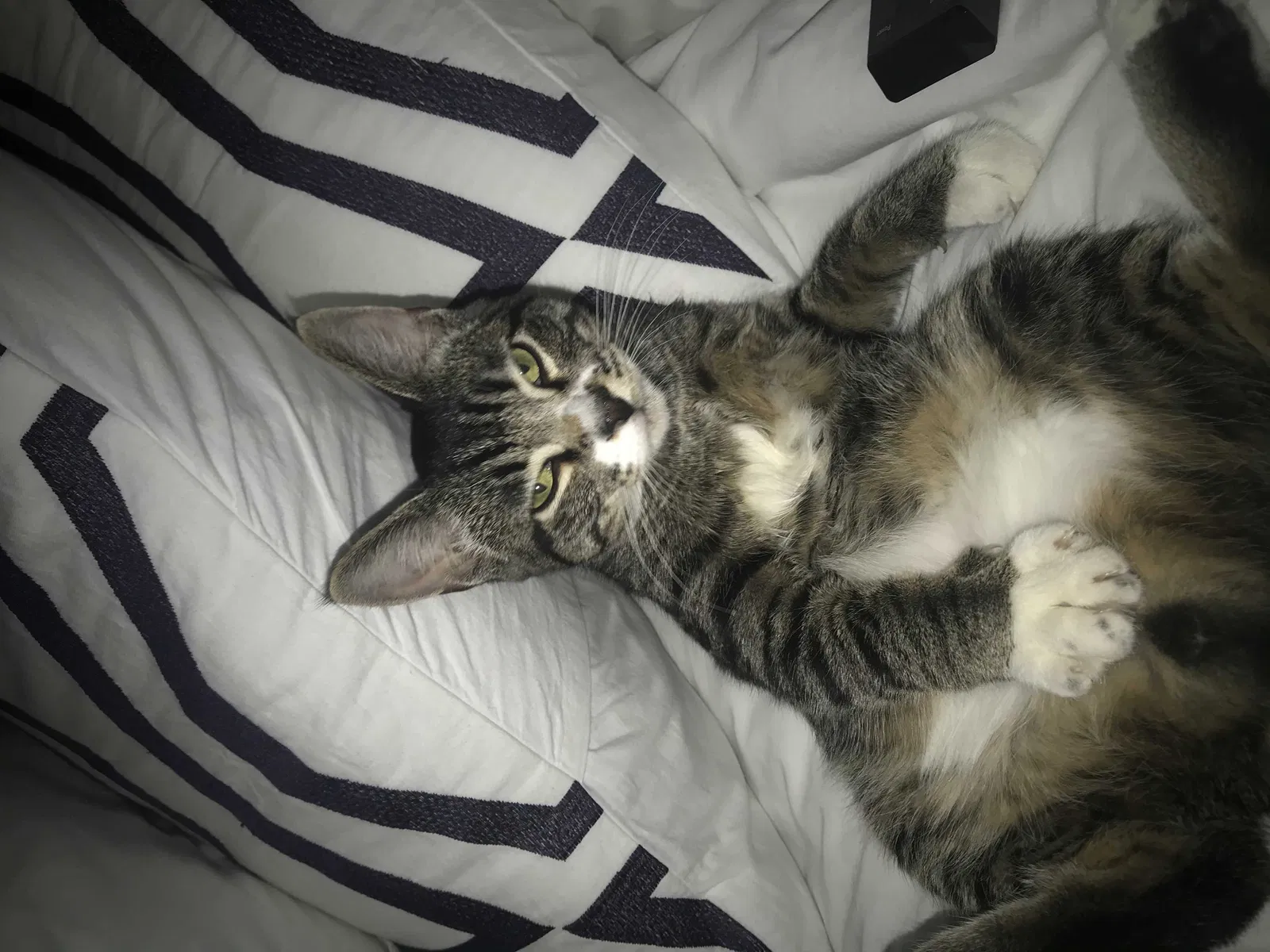 Lost cat in Bellevue, WA, 98005