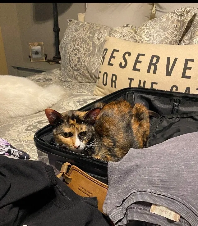 Lost cat in Allen, TX, 75013
