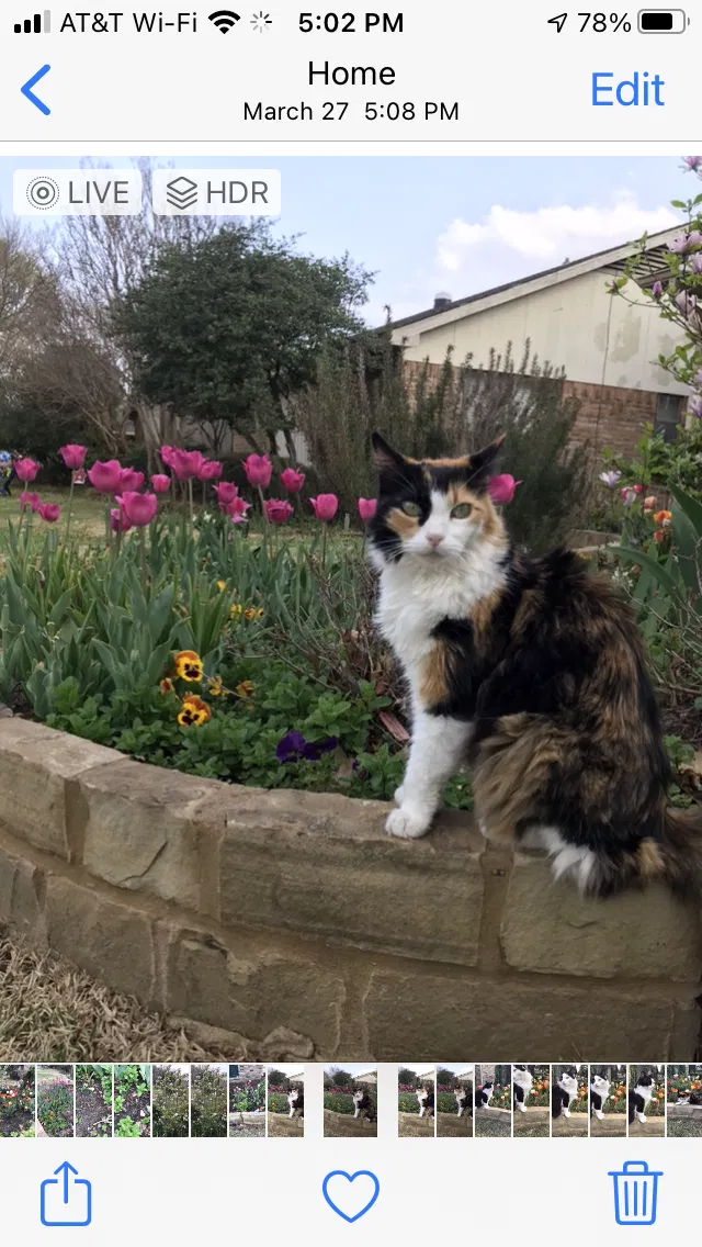 Lost cat in Richardson, TX, 75080