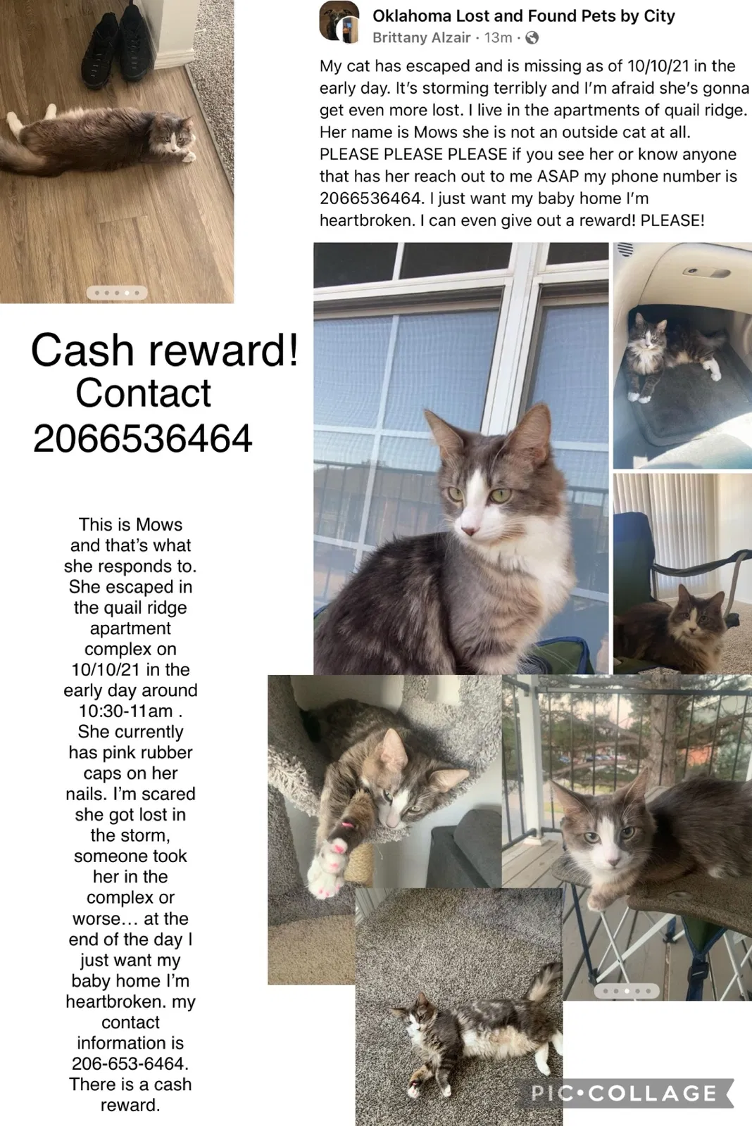 Lost cat in Oklahoma City, OK, 73120