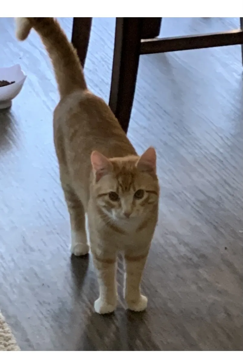 Lost cat in Conroe, TX, 77304