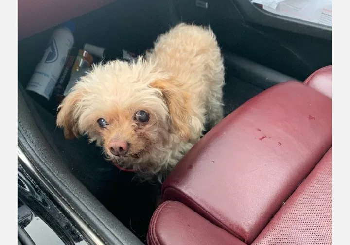 Lost dog in Hialeah, FL, 33013