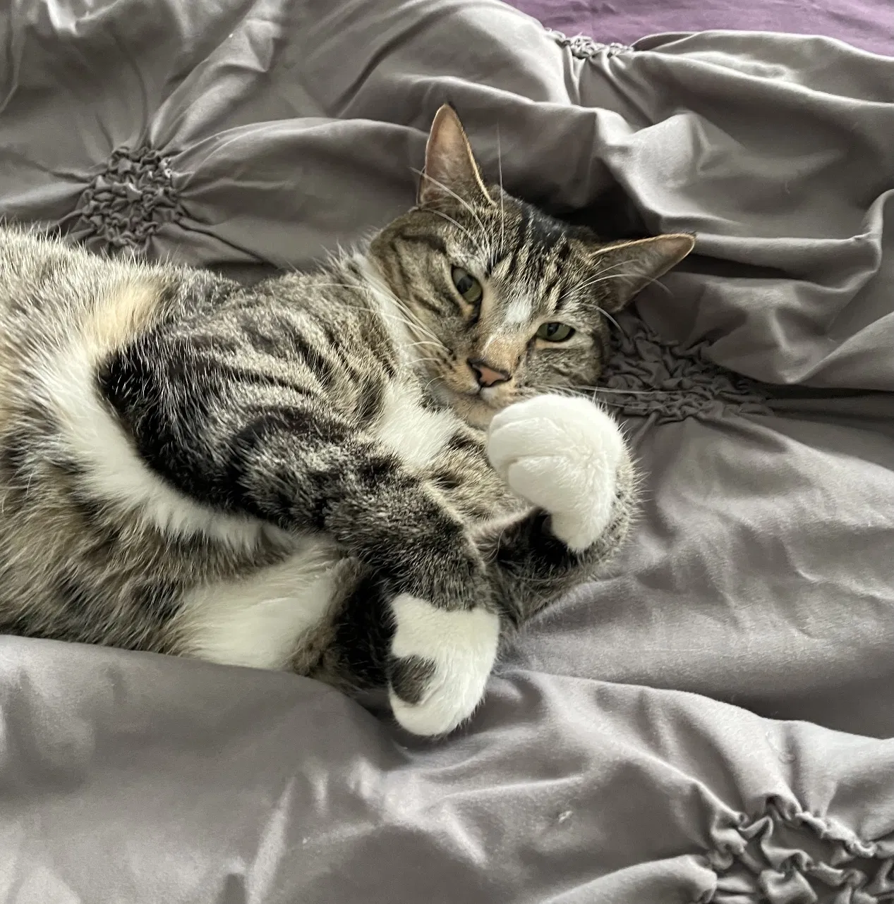Lost cat in Reno, NV, 89523