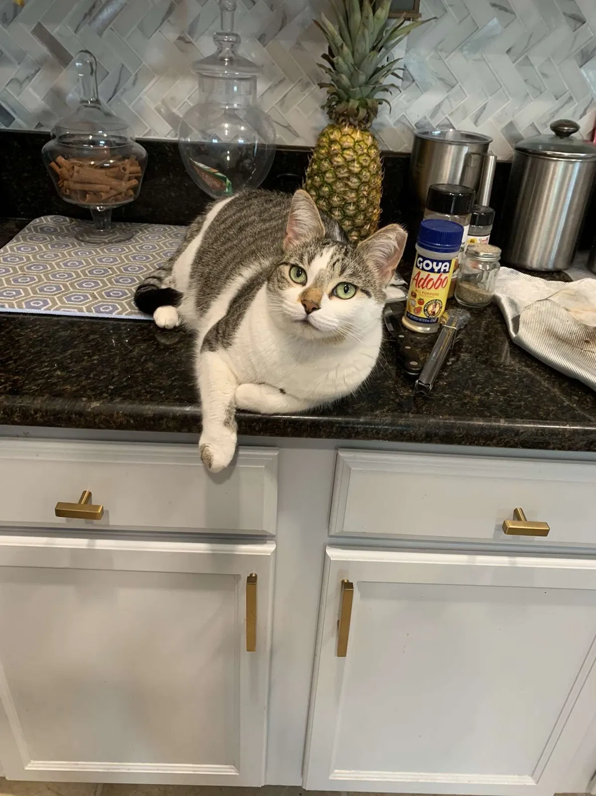 Lost cat in Homestead, FL, 33033