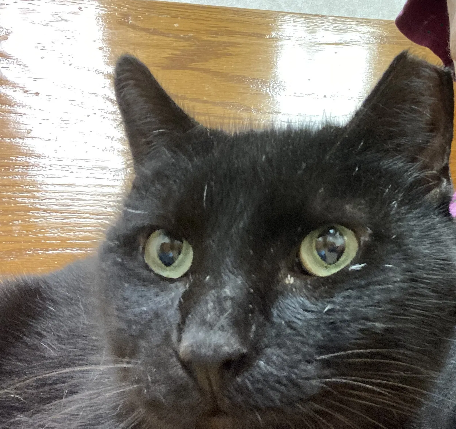 Lost cat in Jacksonville, FL, 32205