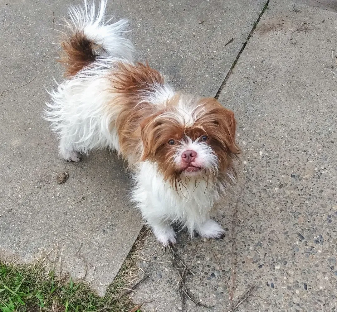 Lost dog in Sacramento, CA, 95828