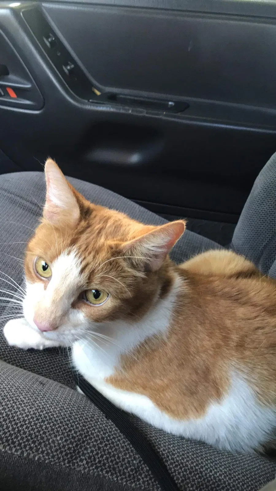 Lost cat in Rumford, RI, 2916