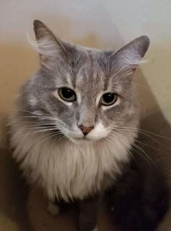 Lost cat in San Antonio, TX, 78216