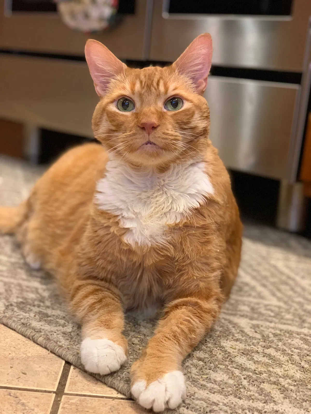 Lost cat in Kenmore, WA, 98028