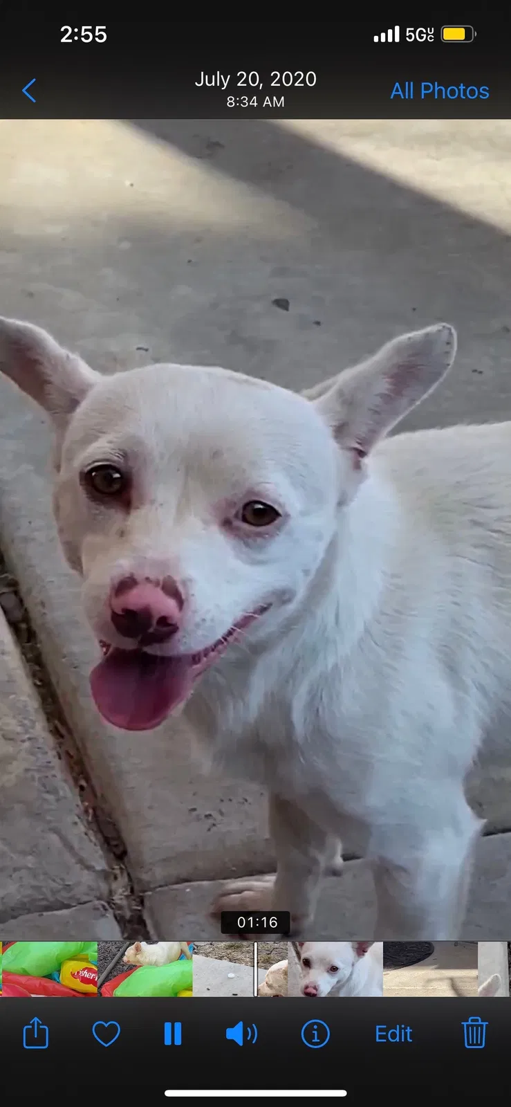 Lost dog in Spring Valley, CA, 91977