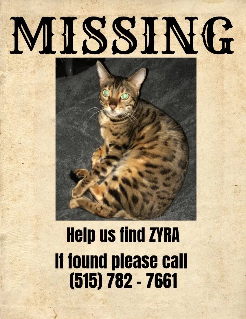 Lost cat in Des Moines, IA, 50317