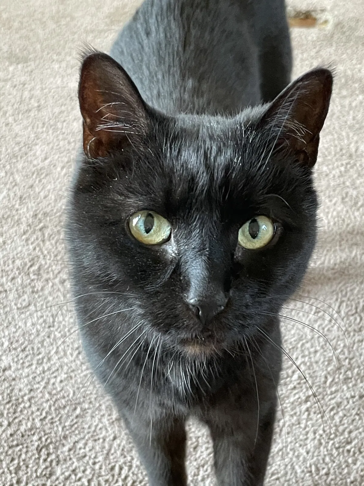 Lost cat in East Aurora, NY, 14052