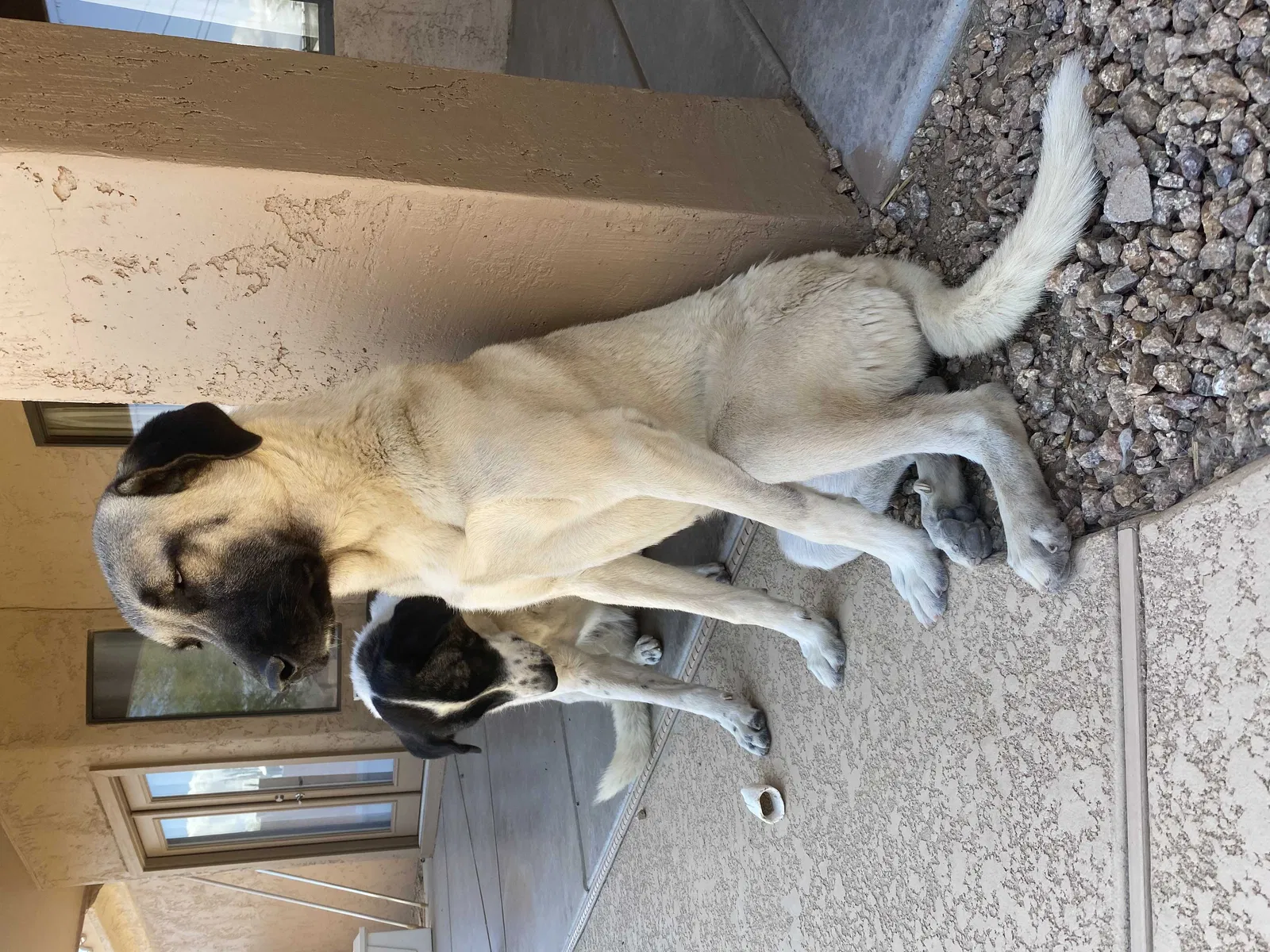 Lost dog in Phoenix, AZ, 85086