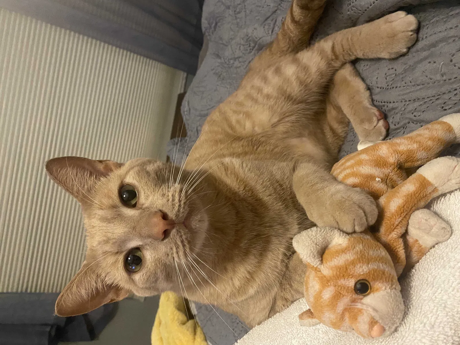 Lost cat in Palm Harbor, FL, 34683