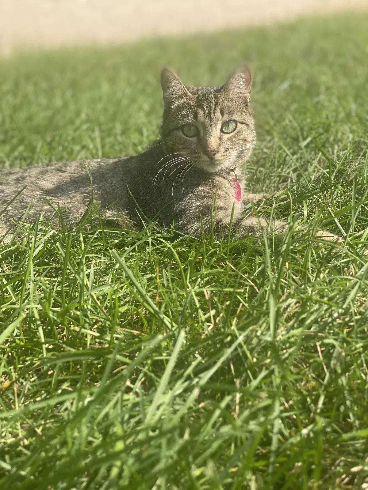 Lost cat in Lexington, KY, 40503