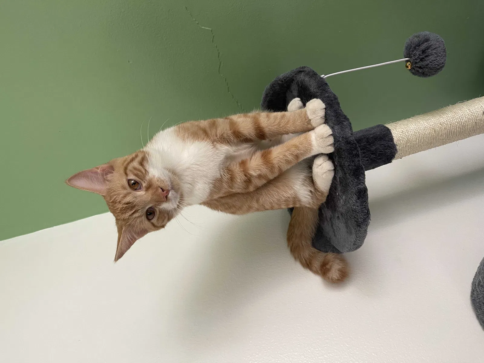 Lost cat in Buffalo, NY, 14223