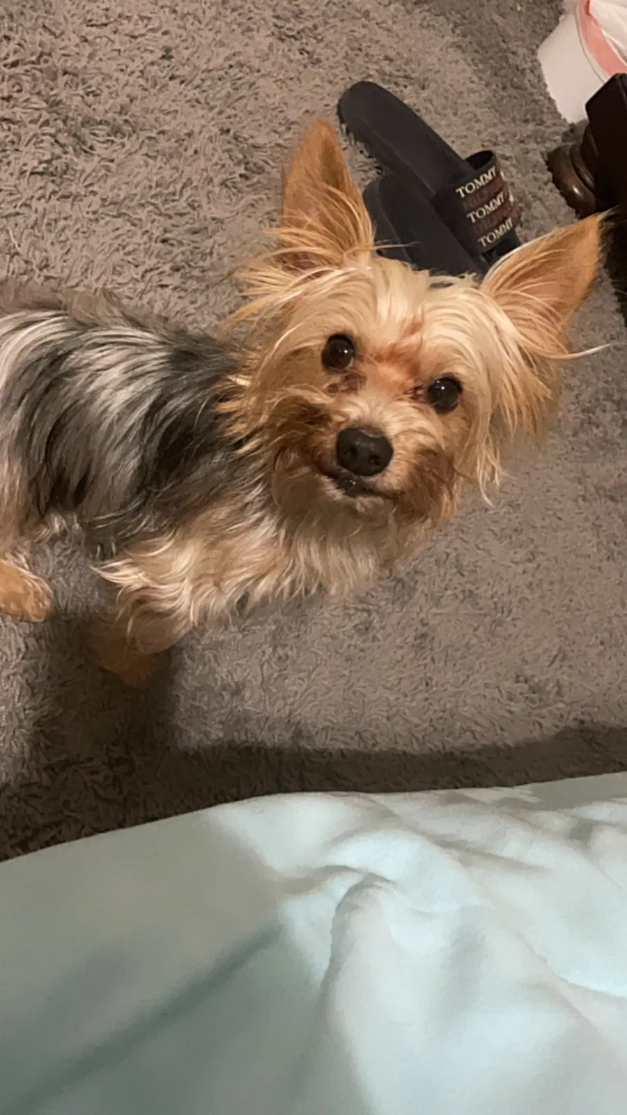 Lost dog in Dallas, TX, 75208